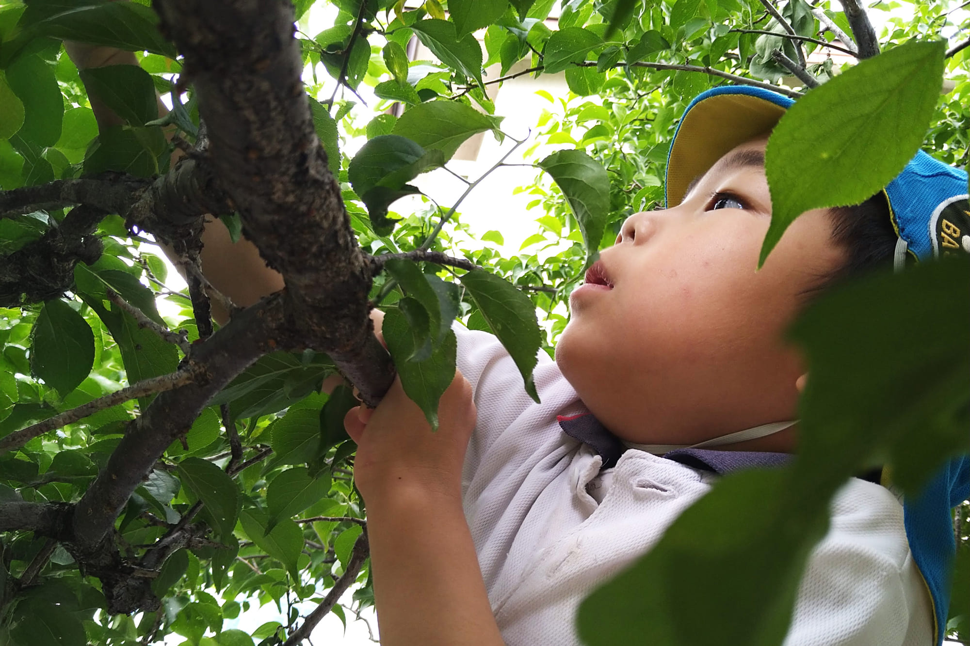 写真:園について01